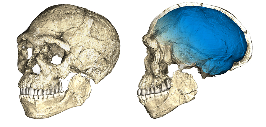 Archaic Homo sapiens is dated to 300,000 years ago.